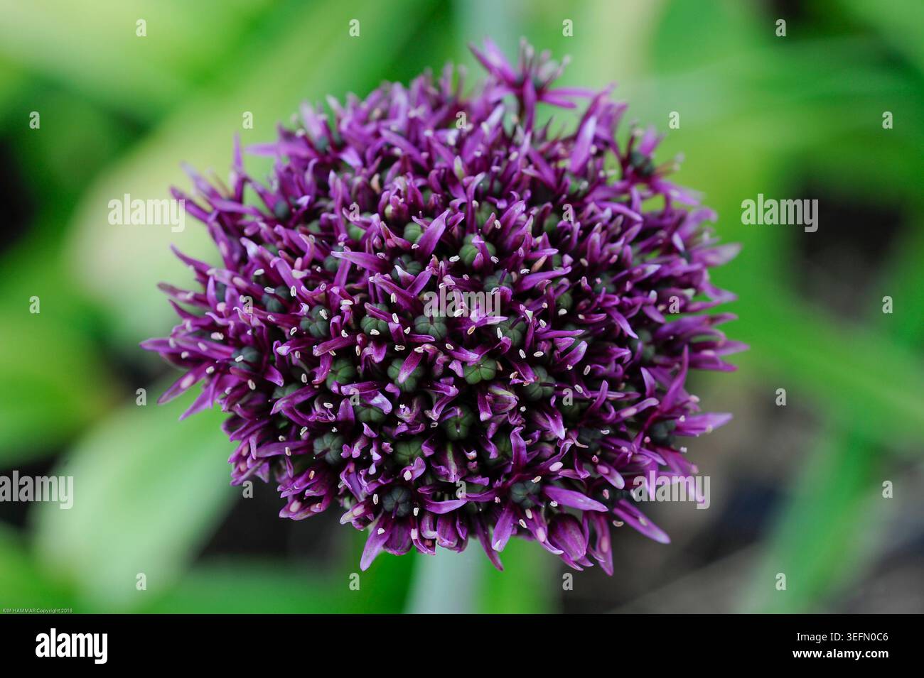 In un giardino lussureggiante, questa tranquilla scena delle audaci fioriture viola di una testa di fiori di Allium è viva con la bellezza della natura e i morbidi suoni ronzanti. Foto Stock