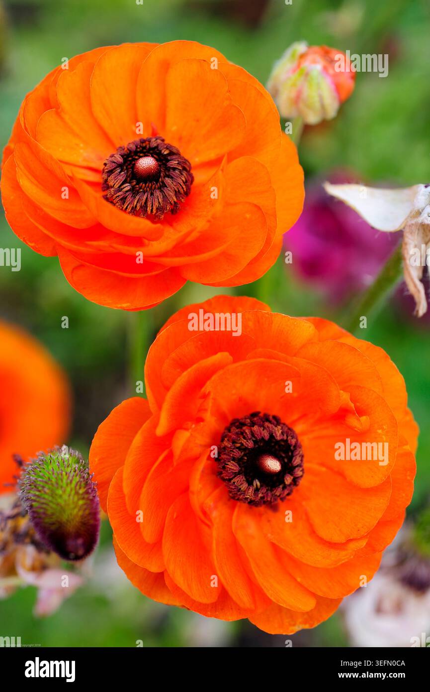 Due luminosi fiori di ranunculus arancioni si distinguono su un vivace giardino sullo sfondo. I colori ricchi dei fiori e i delicati petali irradiano allegria. Foto Stock