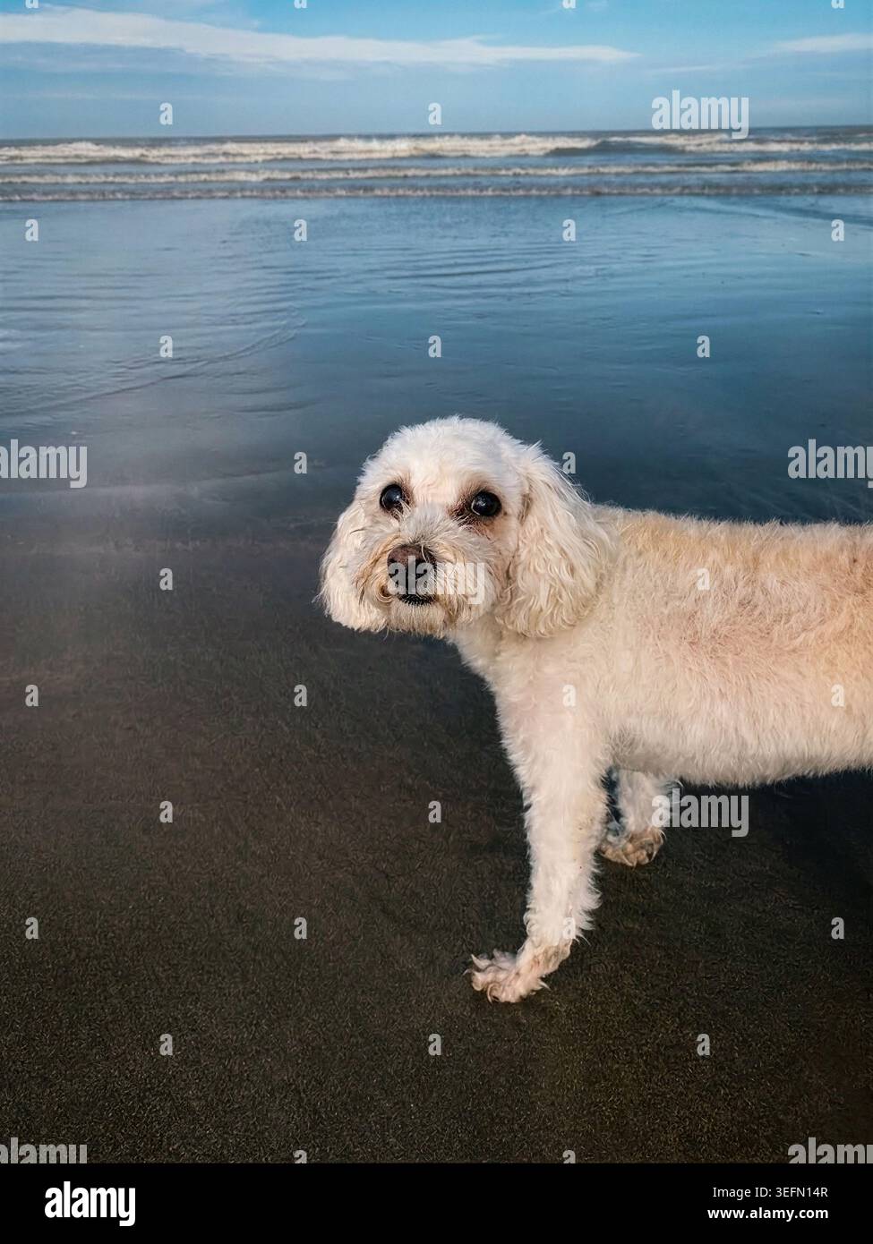 Grazioso cane bianco sulla spiaggia di Wet Sand Foto Stock