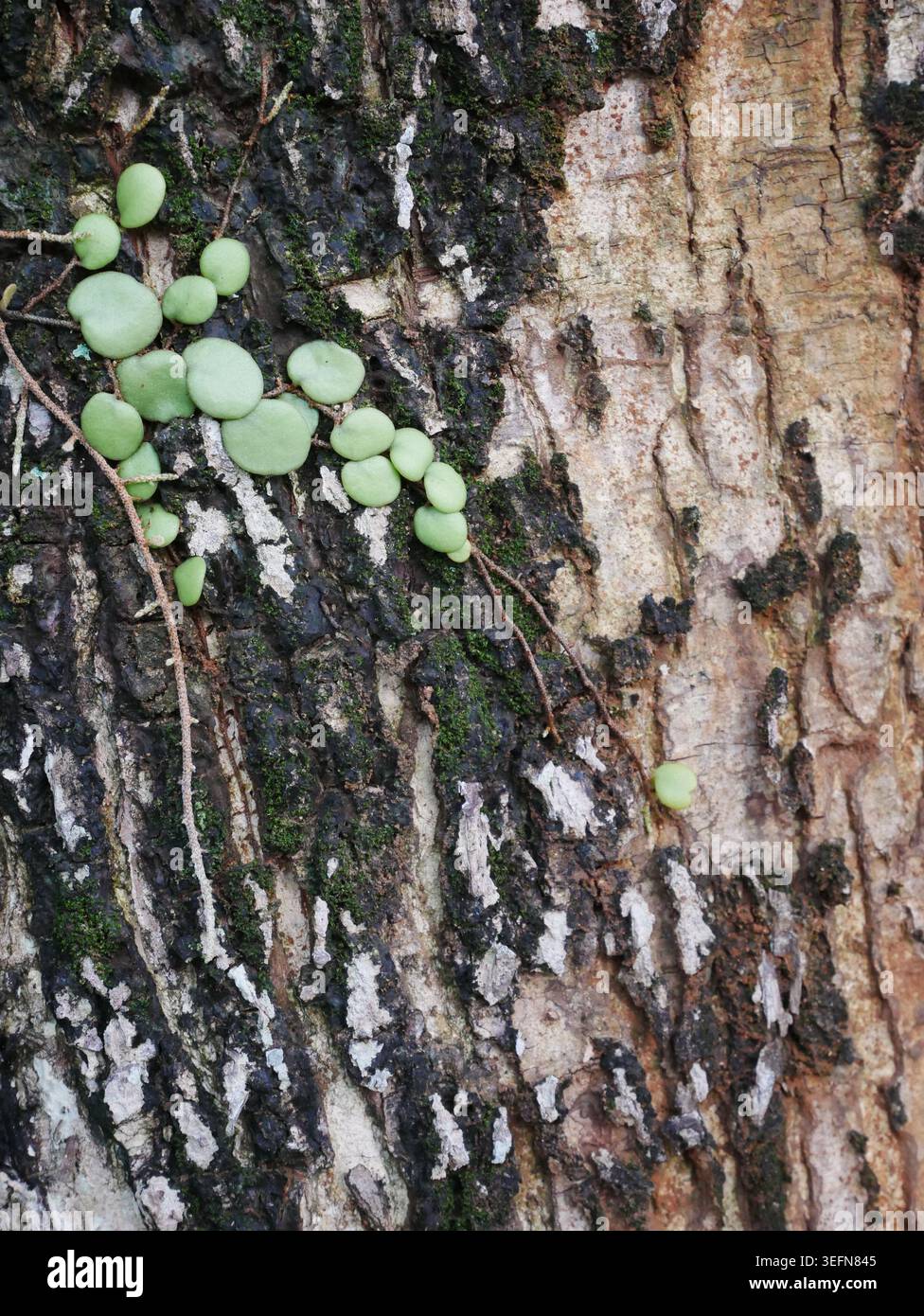 La vecchia corteccia degli alberi era intemprata e muschiata, creando un motivo unico Foto Stock