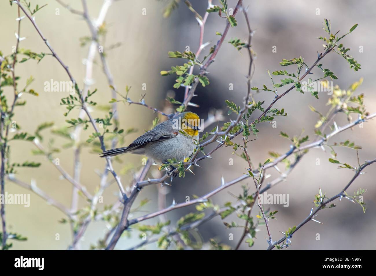 Verdin (Auriparus flaviceps) Foto Stock