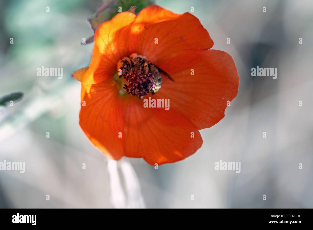 Globe Mallow Bee (Diadasia diminuta) nel deserto Globemallow (Sphaeralcea ambigua) Foto Stock