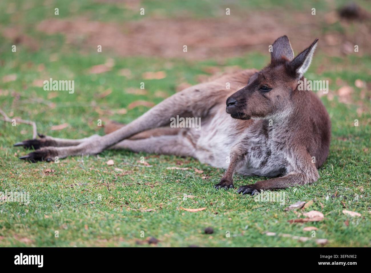 Canguro che riposa sull'erba nell'Australia meridionale Foto Stock