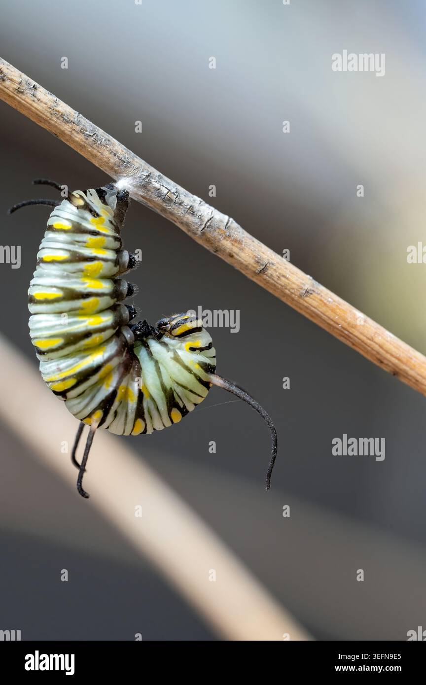 Regina Caterpillar (Danaus gilippus) in fase pre-pupale Foto Stock