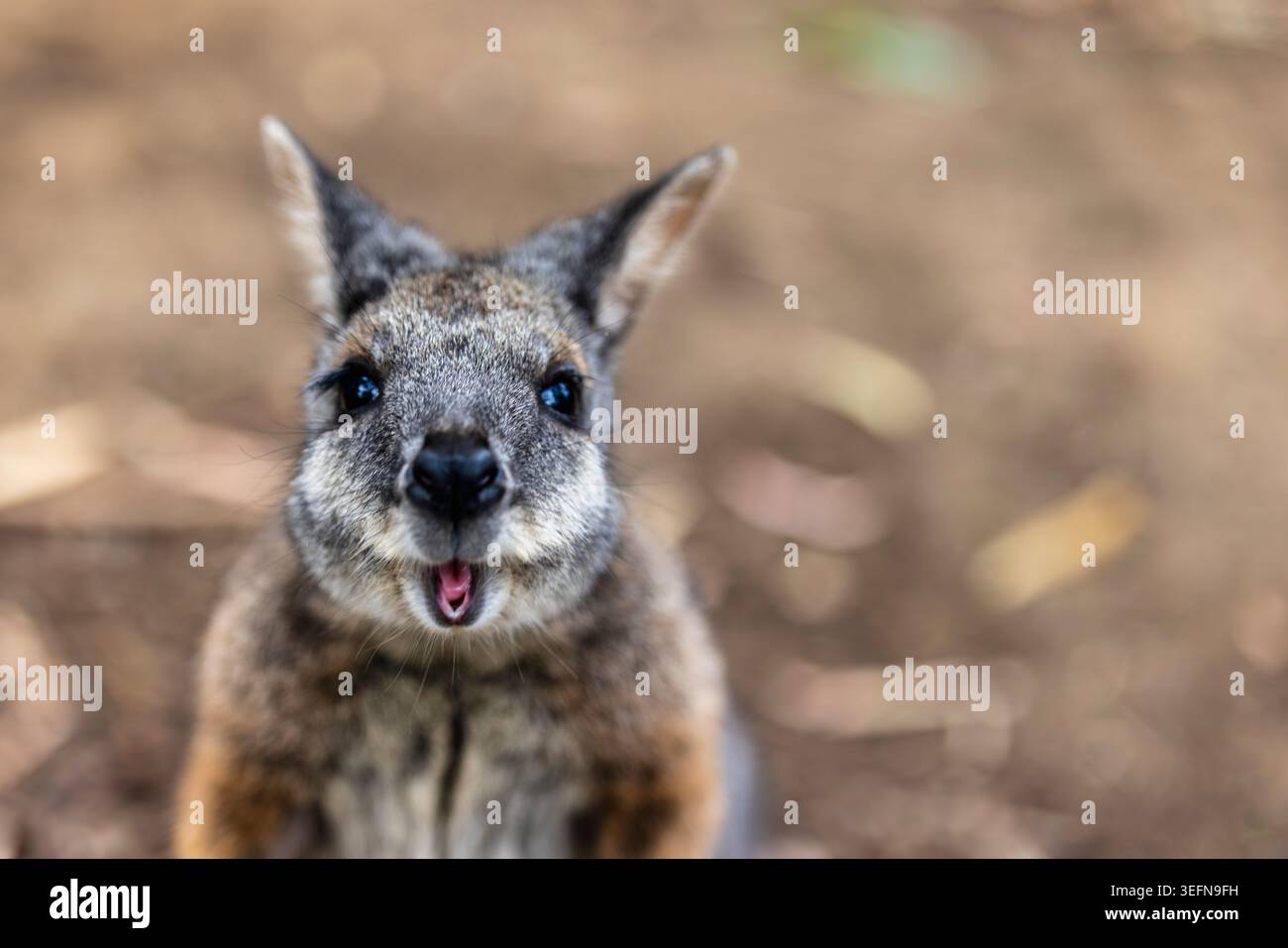 Un curioso wallaby che guarda verso la fotocamera nell'Australia meridionale Foto Stock