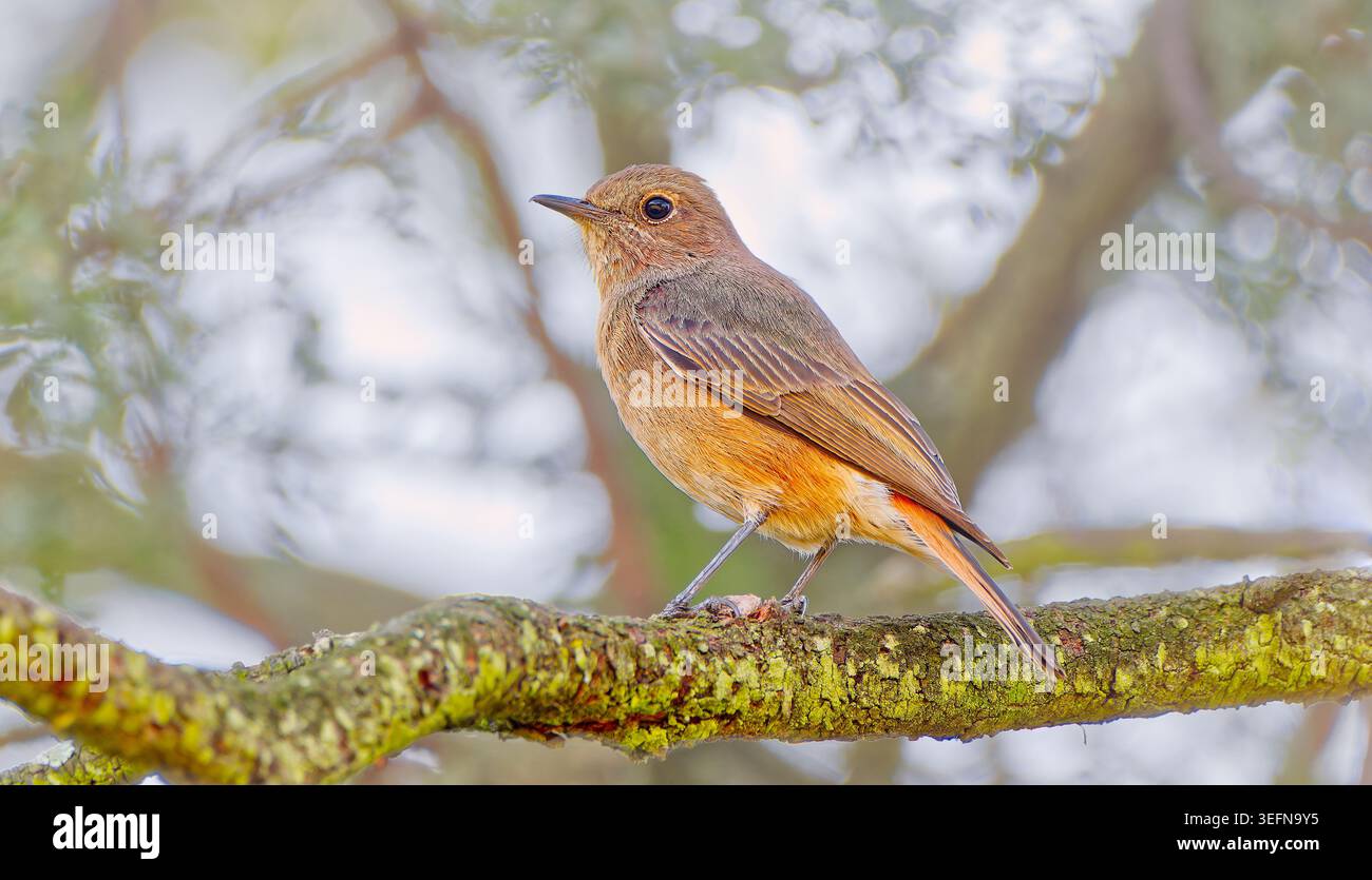 Una chiacchierata familiare (Oenanthe familiaris) uccello arroccato su un ramo spesso in un albero all'ombra della riserva naturale di Suikerbosrand, Gauteng, Sudafrica Foto Stock