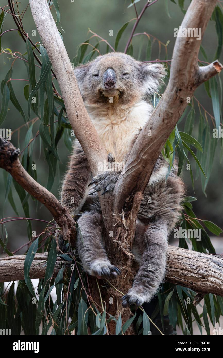 Koala che riposa nell'albero di eucalipto nell'Australia meridionale Foto Stock