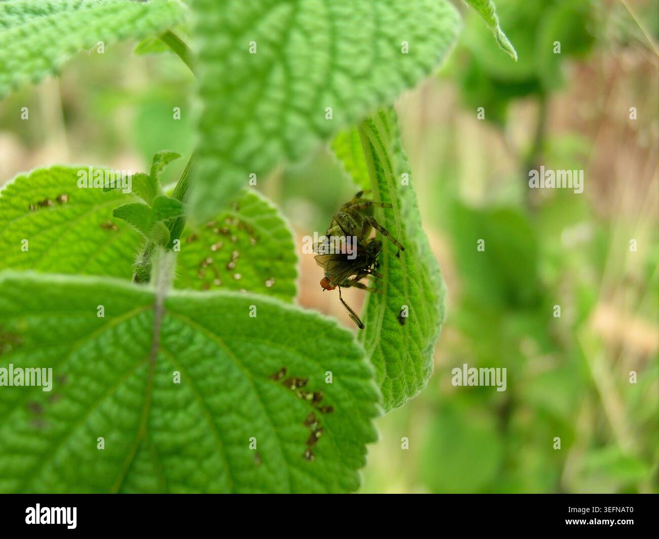 Comportamento predatorio di un ragno lince verde (Peucetia viridans) che cattura e si nutre su una mosca sotto una foglia verde. Foto Stock