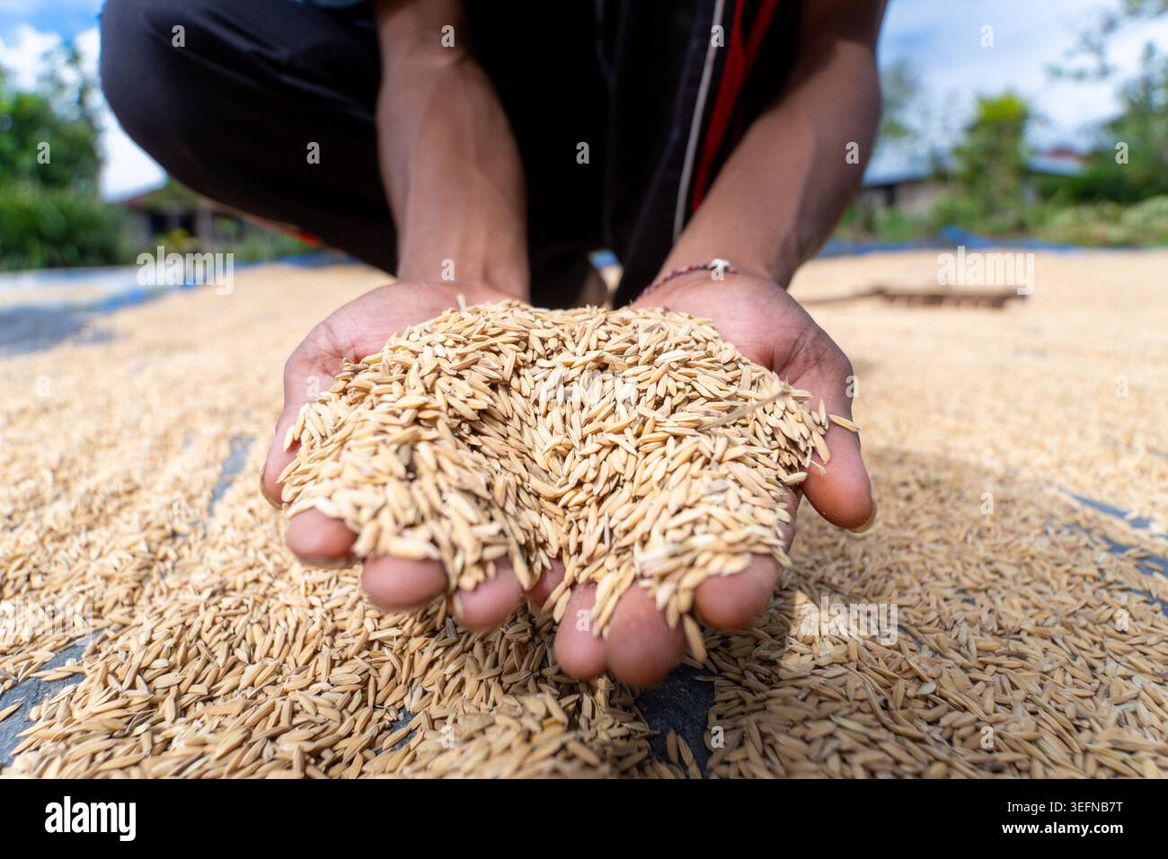 Primo piano di un agricoltore locale che coglie in mano i cereali di riso dorato appena raccolti durante il processo di essiccazione in un villaggio rurale. Foto Stock