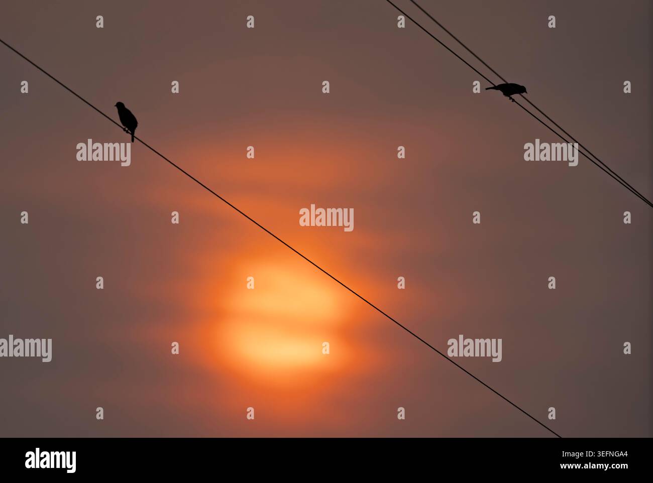 Scena minimalista di uccelli sagomati appollaiati su linee elettriche intersecanti contro un suggestivo cielo arancione al tramonto. Composizione atmosferica. Nuvole all'alba. Foto Stock