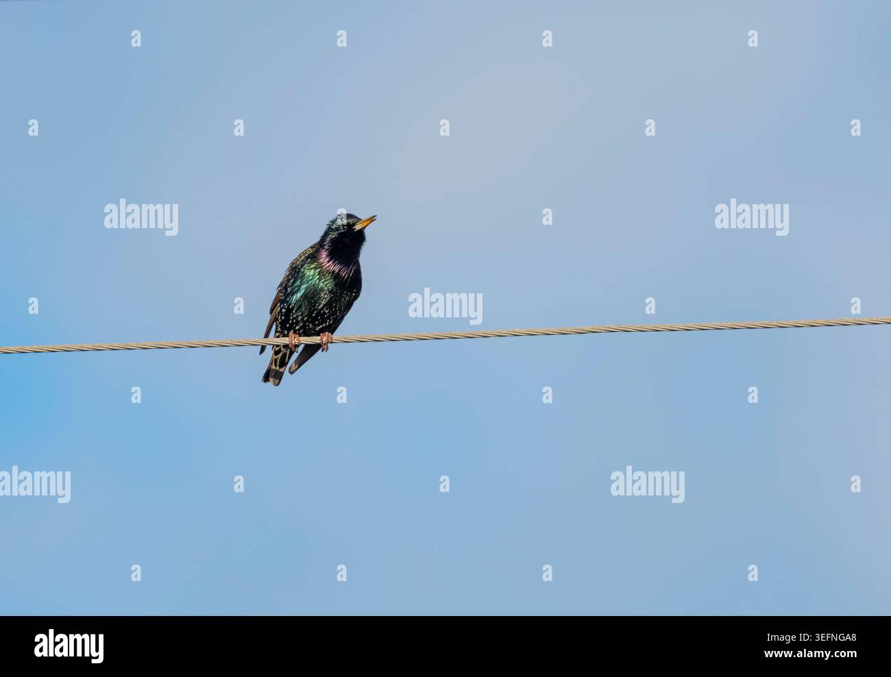 Immagine ravvicinata della fauna selvatica di una stella europea appollaiata su un cavo di servizio sotto un cielo blu morbido. Le piume iridescenti dell’uccello contrastano. Foto Stock