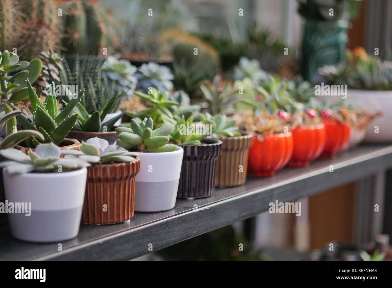 Succulenta in pentole su uno scaffale all'interno di un negozio di piante Foto Stock