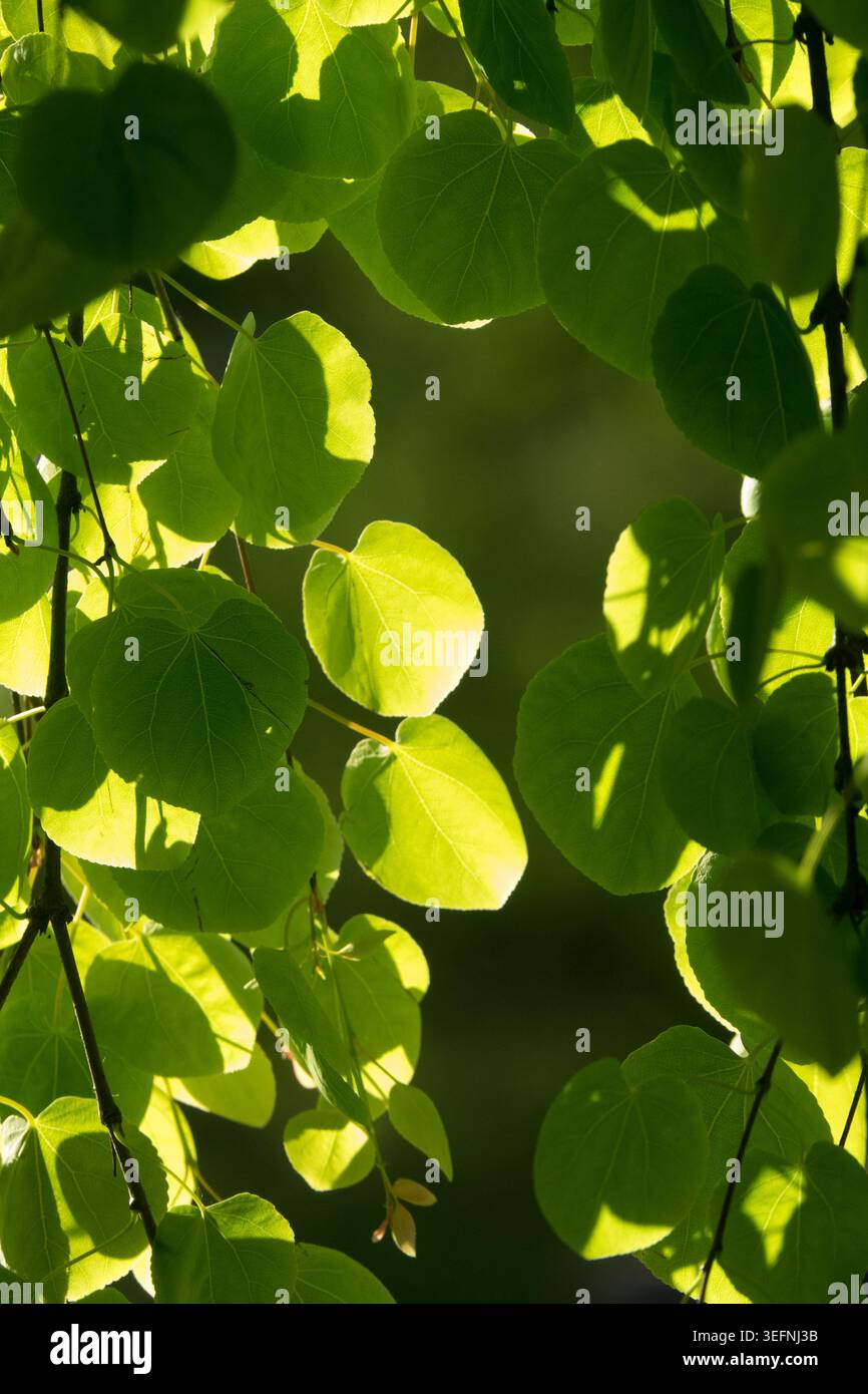 Foglie verdi a forma di cuore sui rami piangenti dell'albero Katsura Cercidiphyllum japonicum "Pendula" Foto Stock