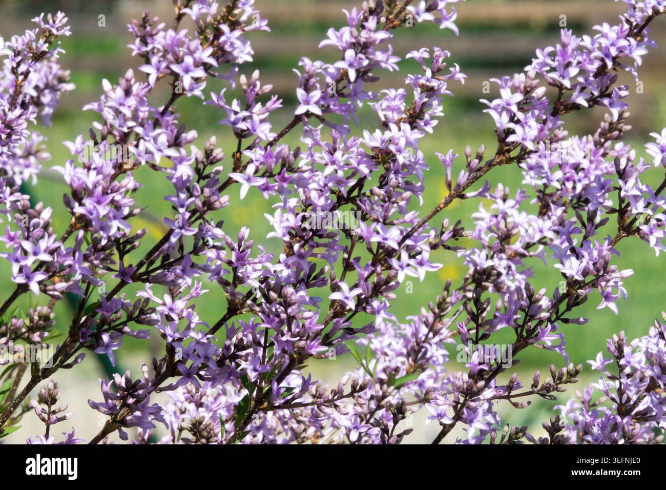 La viola di lavanda fiorisce su rami di lilla persiana piumata Syylan x persica "Laciniata" in un giardino primaverile Foto Stock