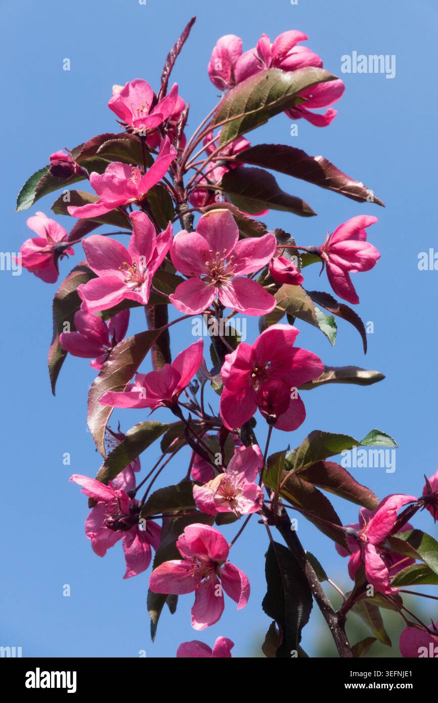 Fiori rosa neon e foglie di bronzo su un ramo di Crabapple Malus "Neon" ornamentale contro un cielo blu in primavera Foto Stock