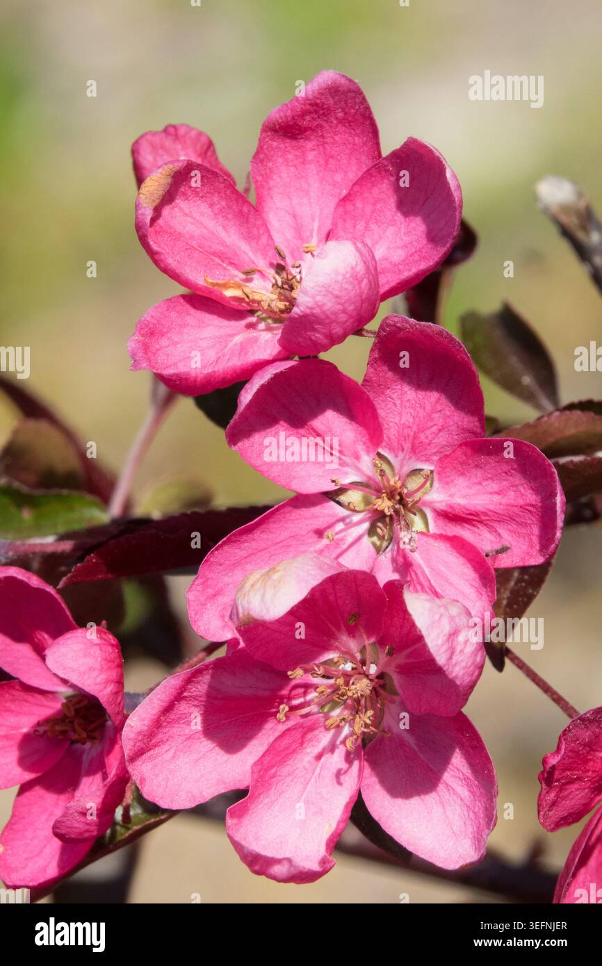 Primo piano di vivaci fiori rosa neon su un ramo di Crabapple Malus "Neon" ornamentale in un giardino primaverile Foto Stock