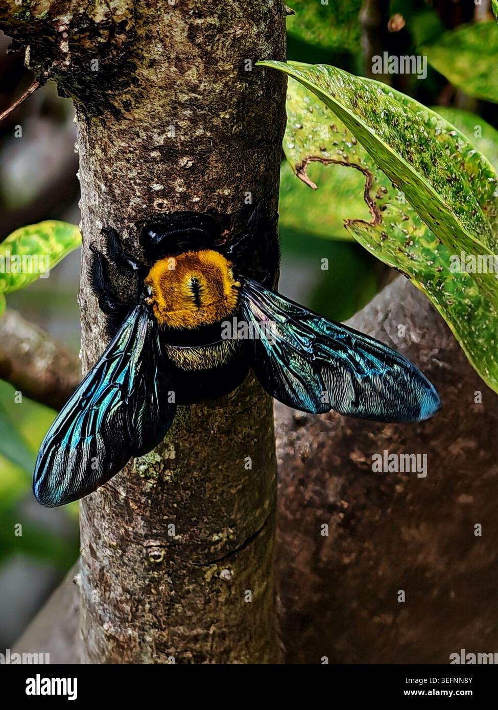Grande ape xilocopa che crea un buco nel tronco di un albero Foto Stock