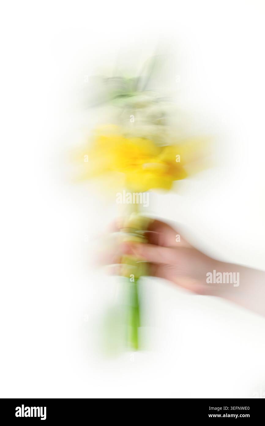 Movimento come emozione. La mano estende il bouquet di fiori gialli con una tale velocità e tenerezza che la realtà si sfocia in sensazioni Foto Stock