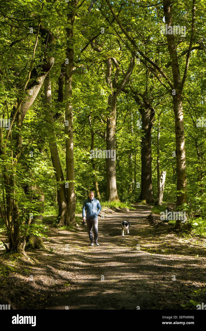 Regno Unito, Inghilterra, Cheshire, Stockport, Bramhall, Carr Wood, camminatore per cani sul sentiero boschivo Foto Stock