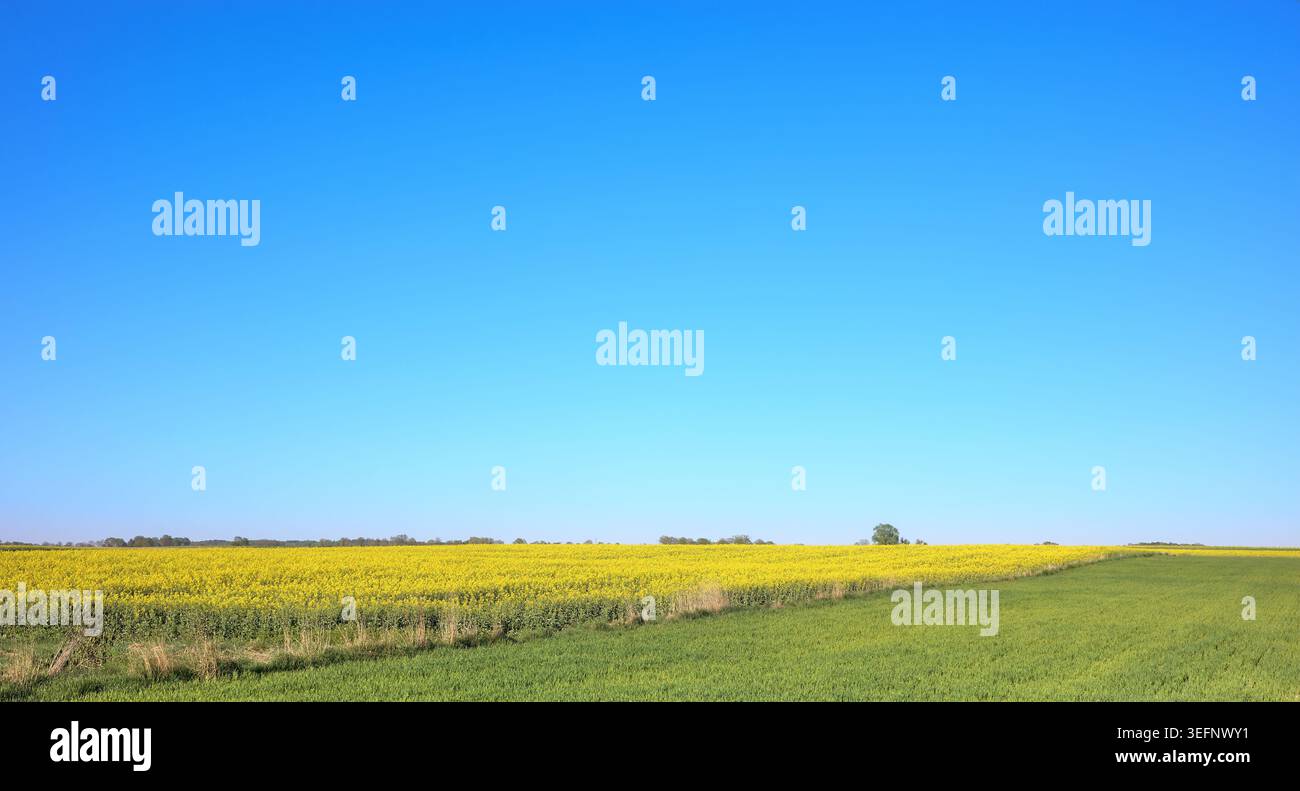 Terreni agricoli in primavera, paesaggio rurale. Foto Stock