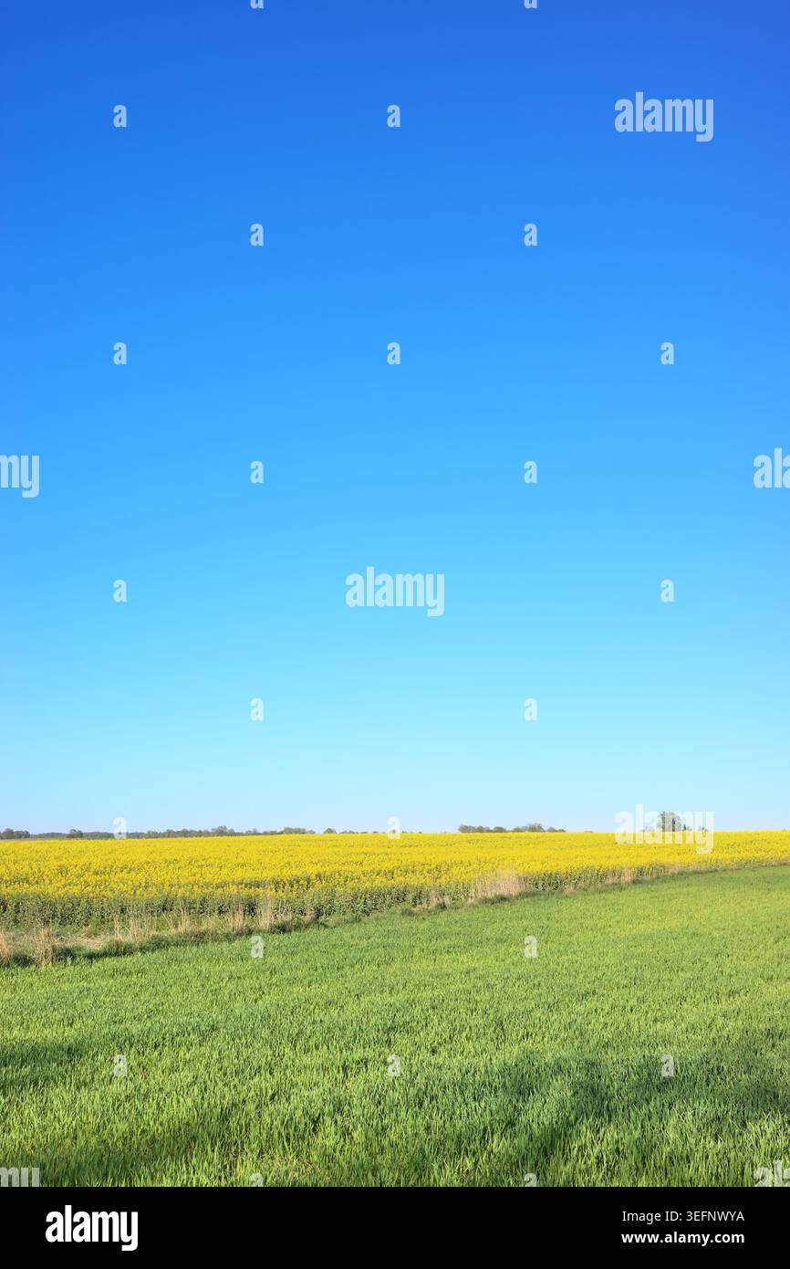 Terreni agricoli in primavera, paesaggio rurale. Foto Stock