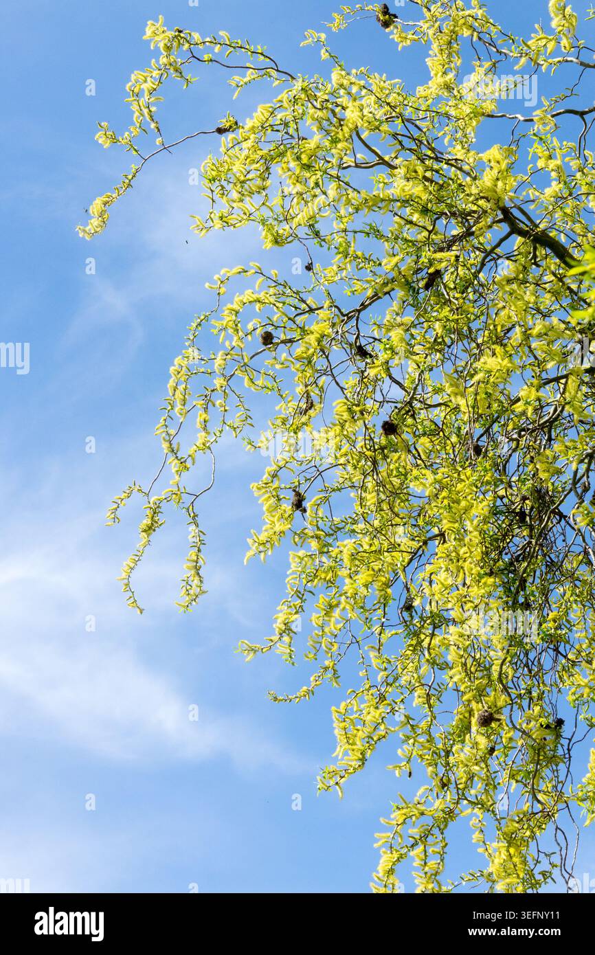 Baldacchino con gattini gialli sui rami ritorti del cavatappi salice Salix matsudana "Tortuosa" contro un cielo blu Foto Stock