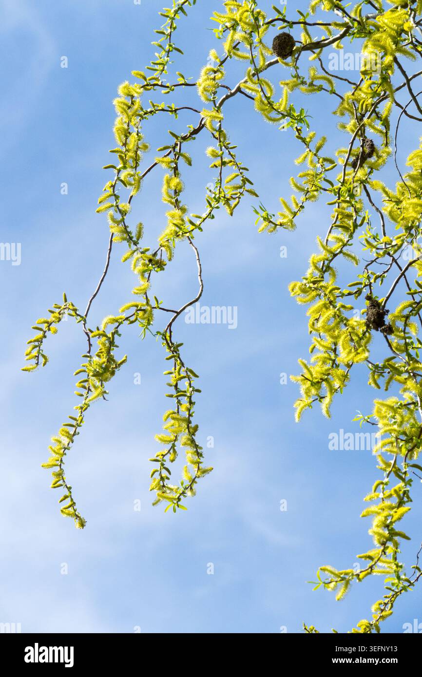 Baldacchino con gattini gialli sui rami ritorti del cavatappi salice Salix babylonica "Tortuosa" contro un cielo blu Foto Stock