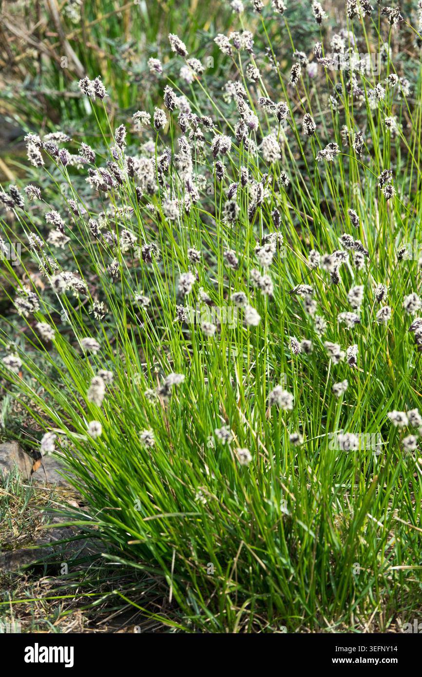 Grumi verdi e infiorescenza bianca viola scuro di Sesleria heufleriana dell'erba blu balcanica in un giardino primaverile Foto Stock