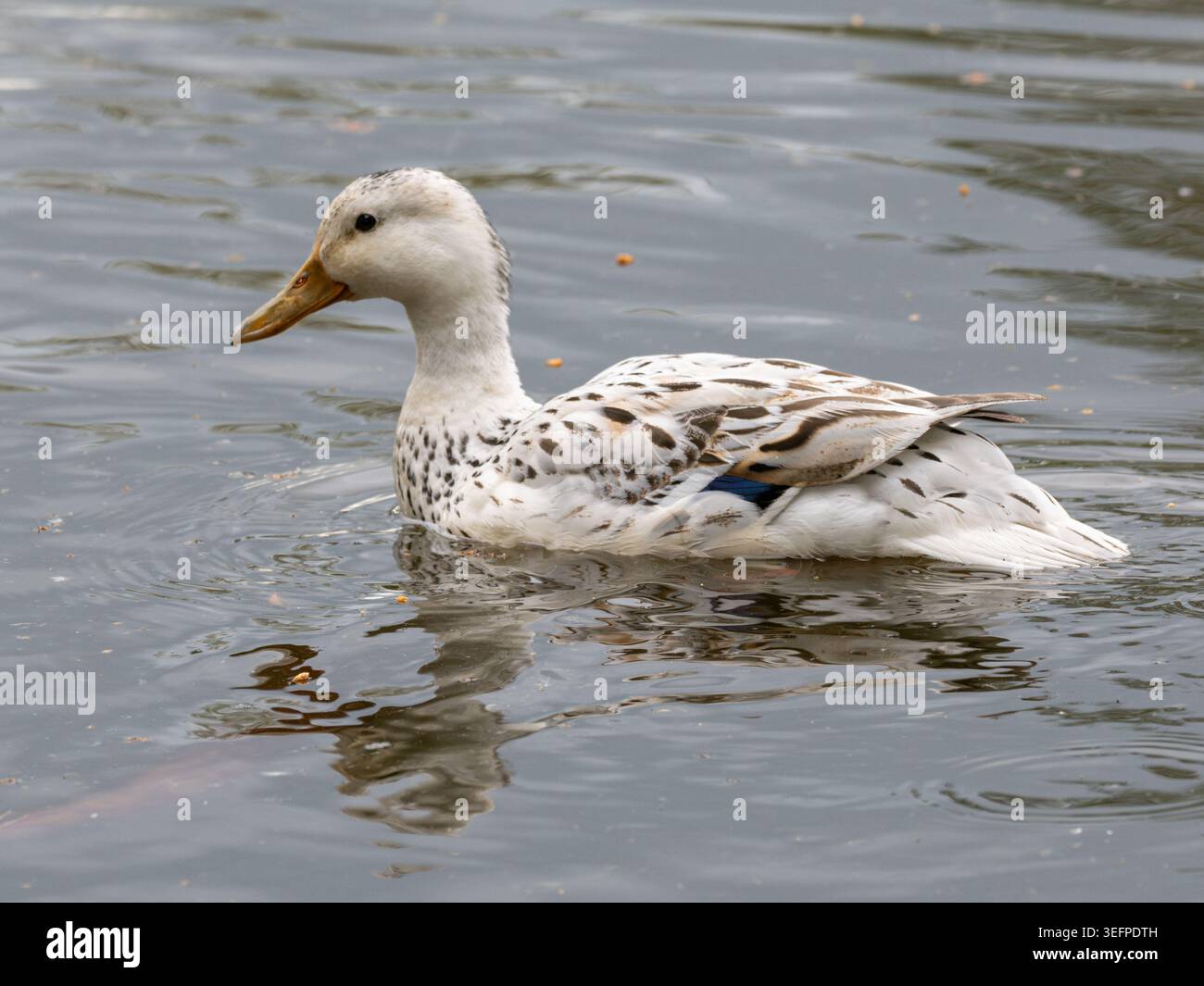 Incrocio misto di anatre domestiche ibride con un sacco di piantagioni bianche Foto Stock