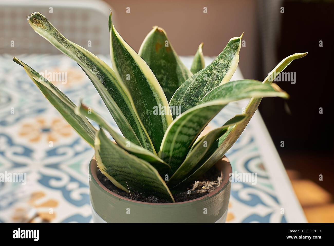 Pianta di serpente in vaso con variegate foglie verdi e gialle sedute su un tavolo soleggiato con un motivo a mosaico. Foto Stock