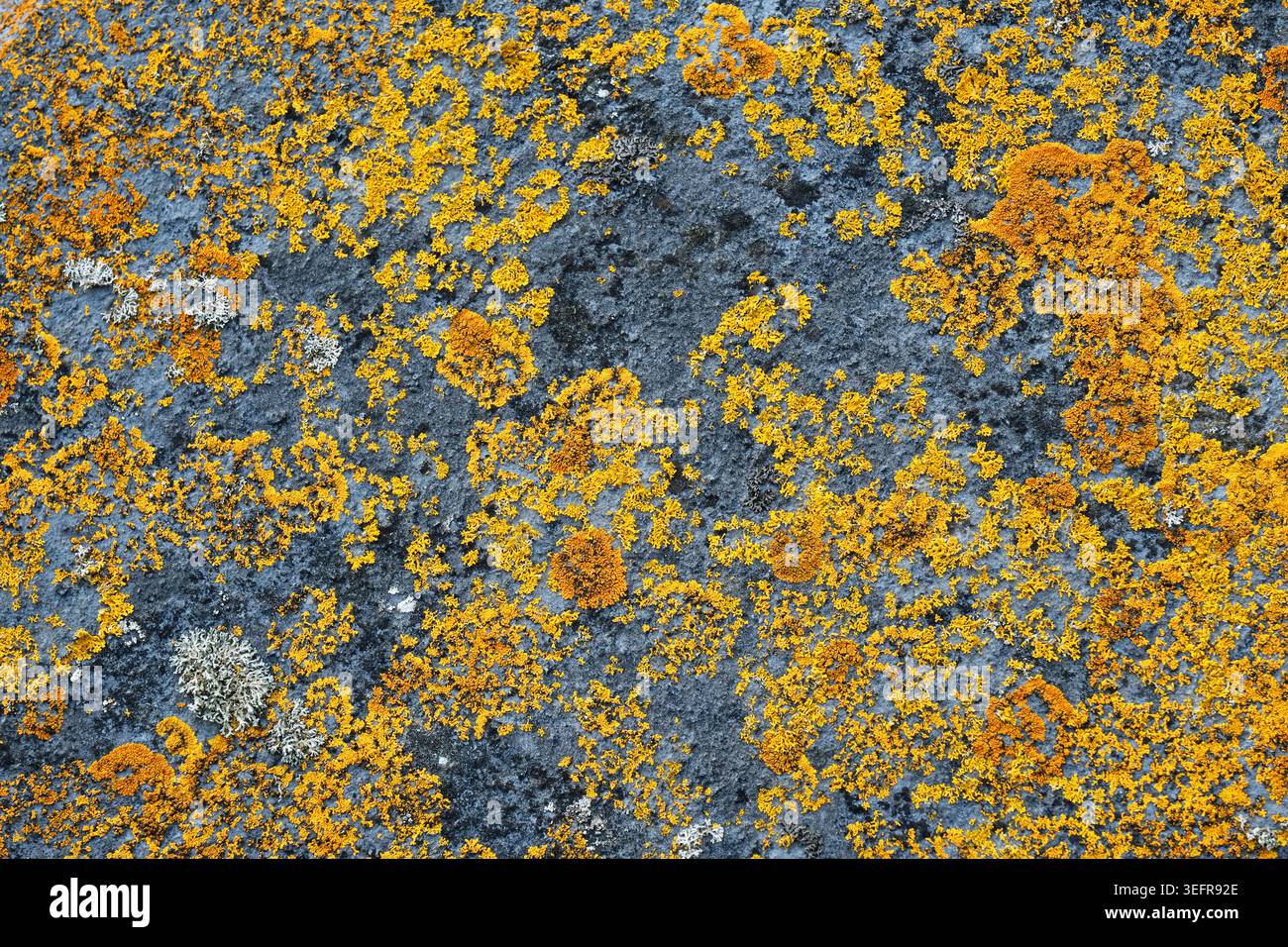 Lichene arancione vibrante (Xanthoria calcicole) o Lichen Golden Shield, che cresce con un motivo testurizzato che mette in risalto l'intricata struttura del tallone Foto Stock