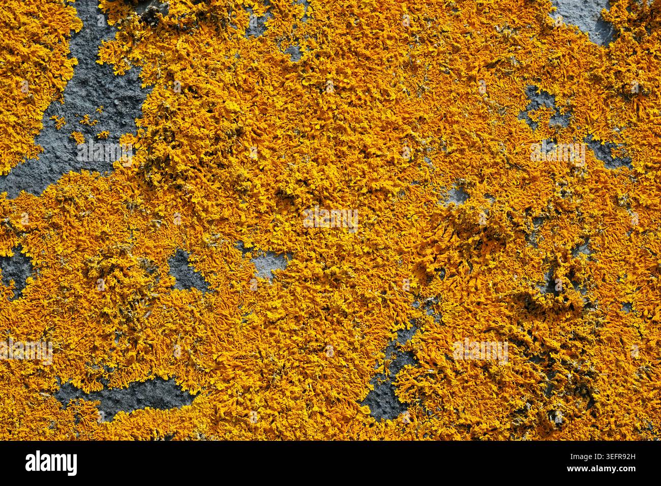 Lichene arancione vibrante (Xanthoria calcicole) o Lichen Golden Shield, che cresce con un motivo testurizzato che mette in risalto l'intricata struttura del tallone Foto Stock
