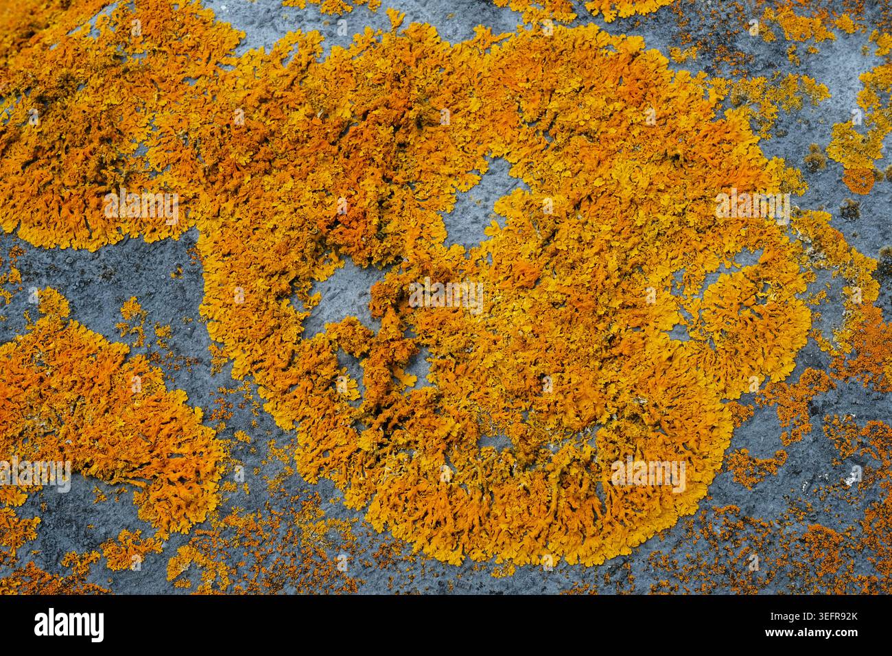 Lichene arancione vibrante (Xanthoria calcicole) o Lichen Golden Shield, che crescono in una trama circolare che evidenzia l'intricata struttura del tallone Foto Stock