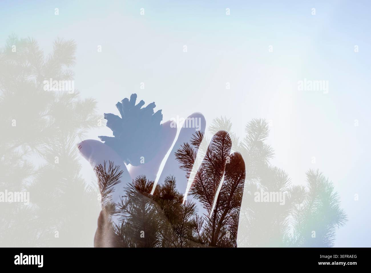Mano a doppia esposizione che tiene il cono di pino sotto la luce della foresta, dettagli della natura ravvicinati. Concetto: Consapevolezza ambientale. Foto Stock