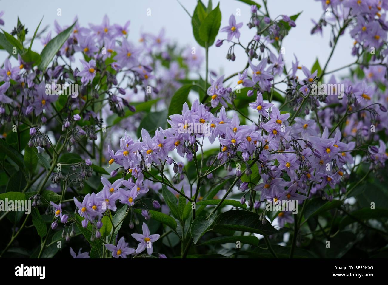 Solanum crispum (vite di patata cilena) Foto Stock