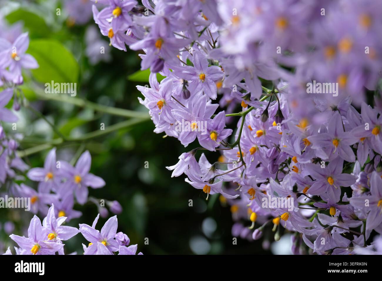 Solanum crispum (vite di patata cilena) Foto Stock