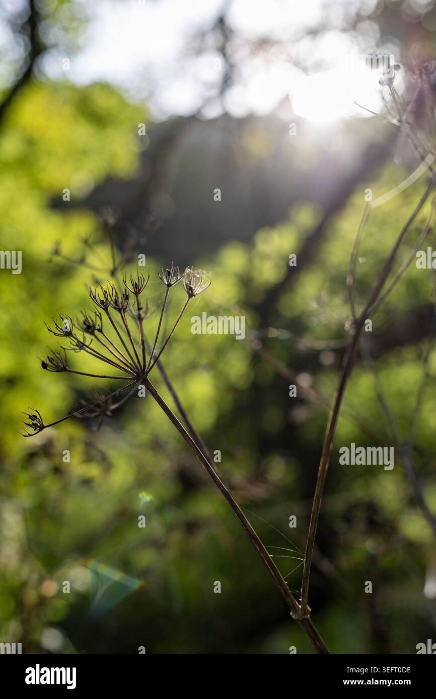 Teste di semi di prezzemolo di mucca in siepi autuminali Foto Stock