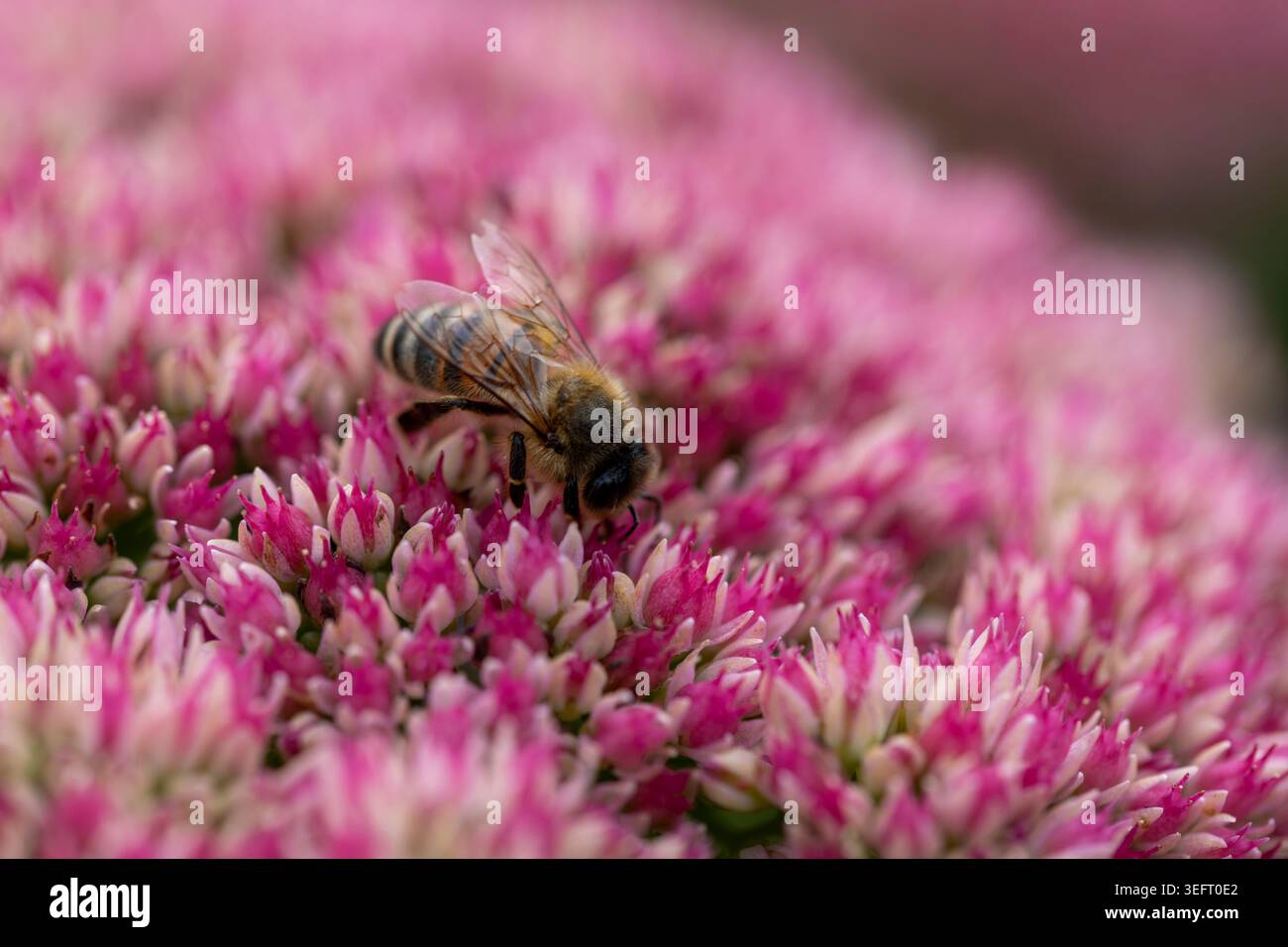 Ape sul fiore del Sedum, Hylotelephium Foto Stock