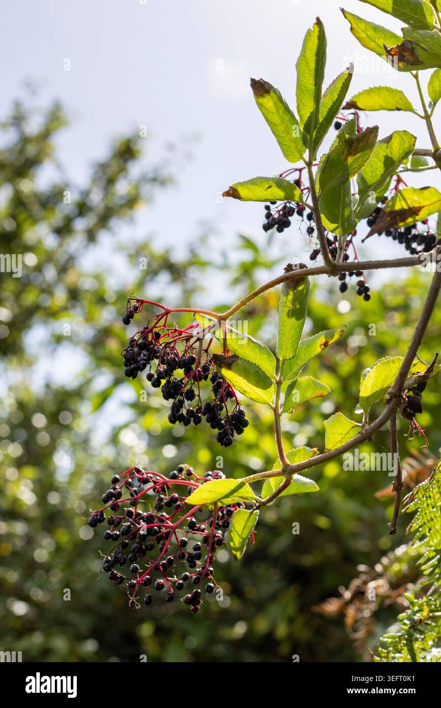 Riccio autunnale, settembre, bacche anziane Foto Stock
