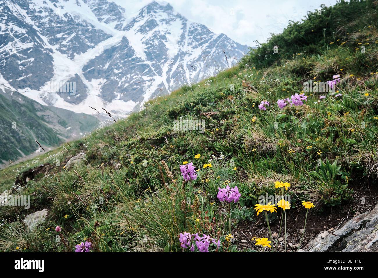 Fiori selvatici in fiore sul prato alpino con le montagne innevate Foto Stock