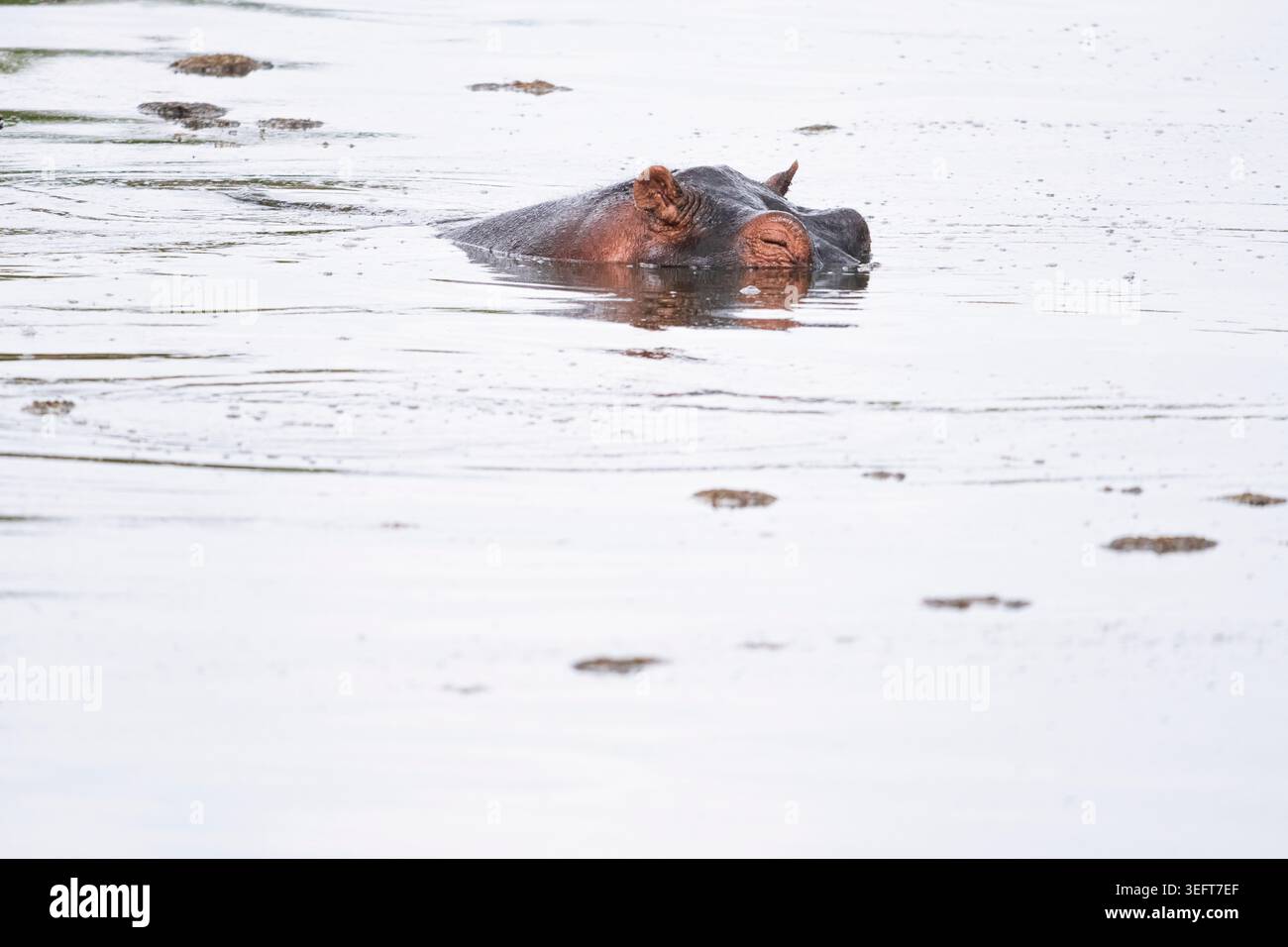 Hippopotamus (Hippopotamus amphibius) porta i denti nel parco nazionale Masai Mara in Kenya Foto Stock