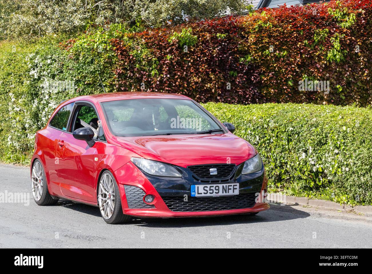 Una SEAT Ibiza Bocanegra rossa modificata che percorre una tranquilla strada residenziale oltre siepi di giardino rigogliosi verdi e rossi scuri. Foto Stock