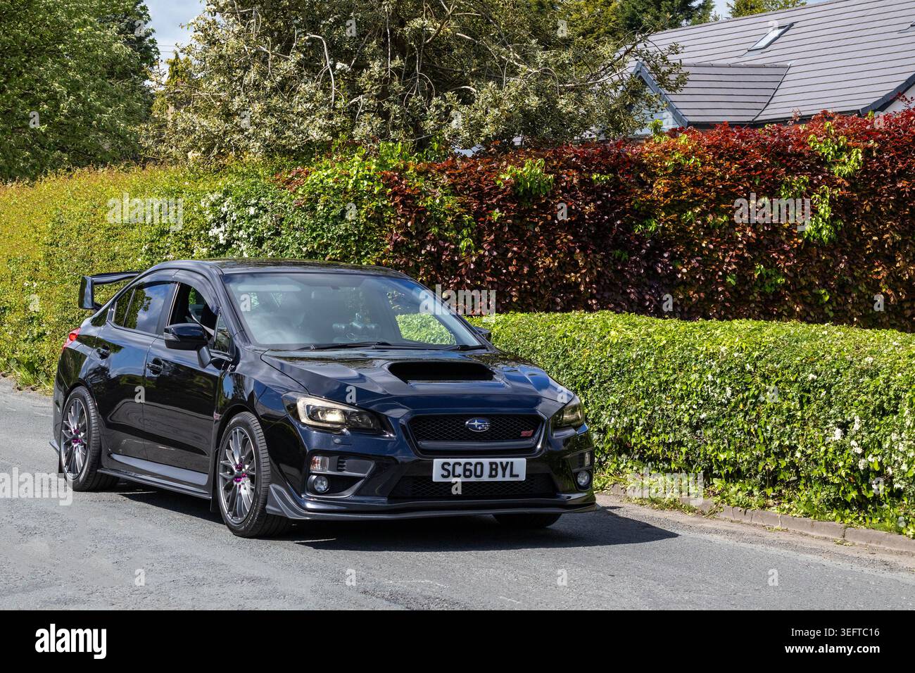 Una berlina sportiva Subaru WRX STI nera ad alte prestazioni che procede lentamente accanto alle siepi del giardino su una strada suburbana. Foto Stock