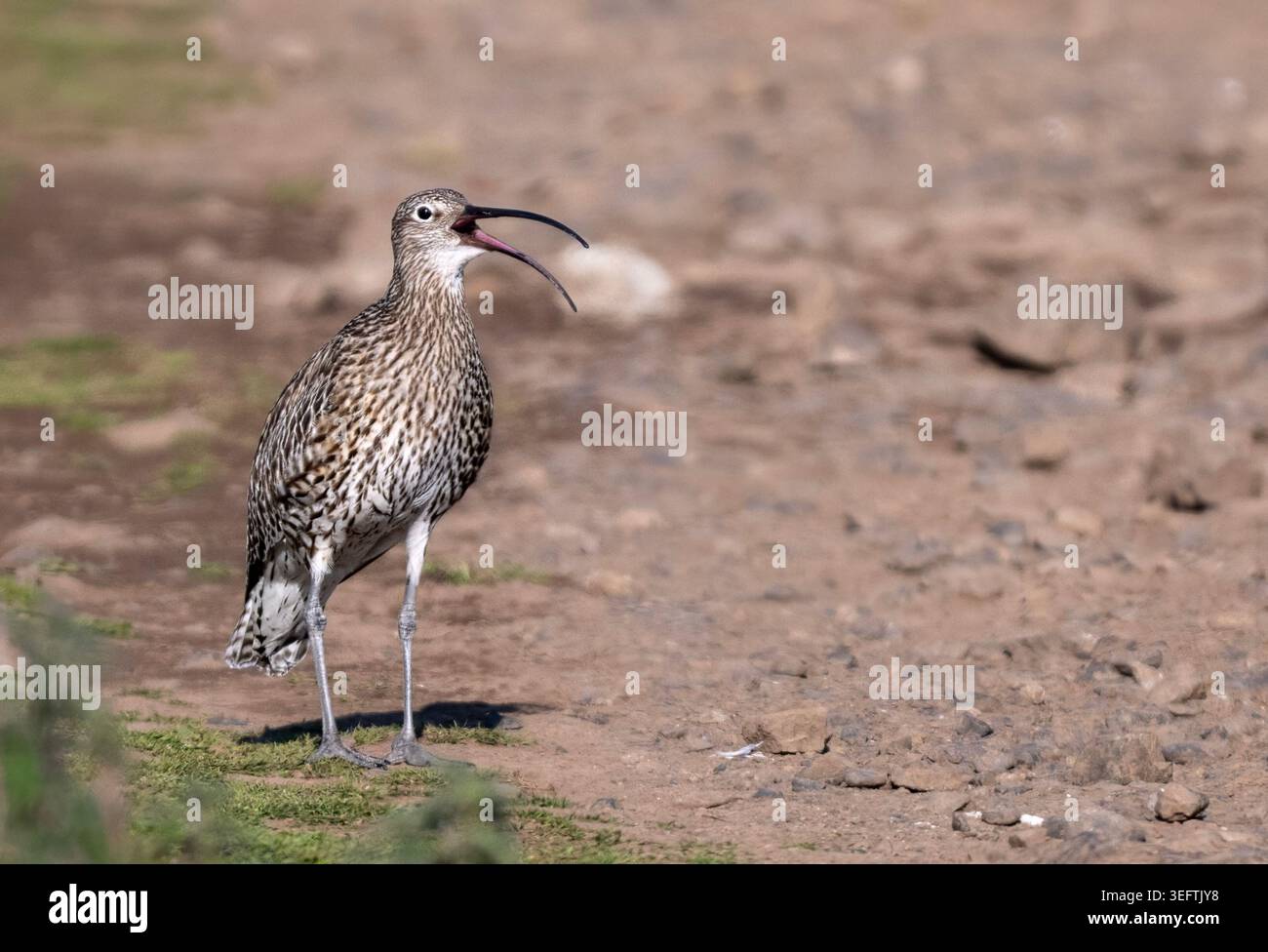 Curlew eurasiatico (Numenius arquata) chiamata sull'isola di Skomer, Galles, raro uccello riproduttore nel Pembrokeshire, ritratto ravvicinato della fauna selvatica. Foto Stock