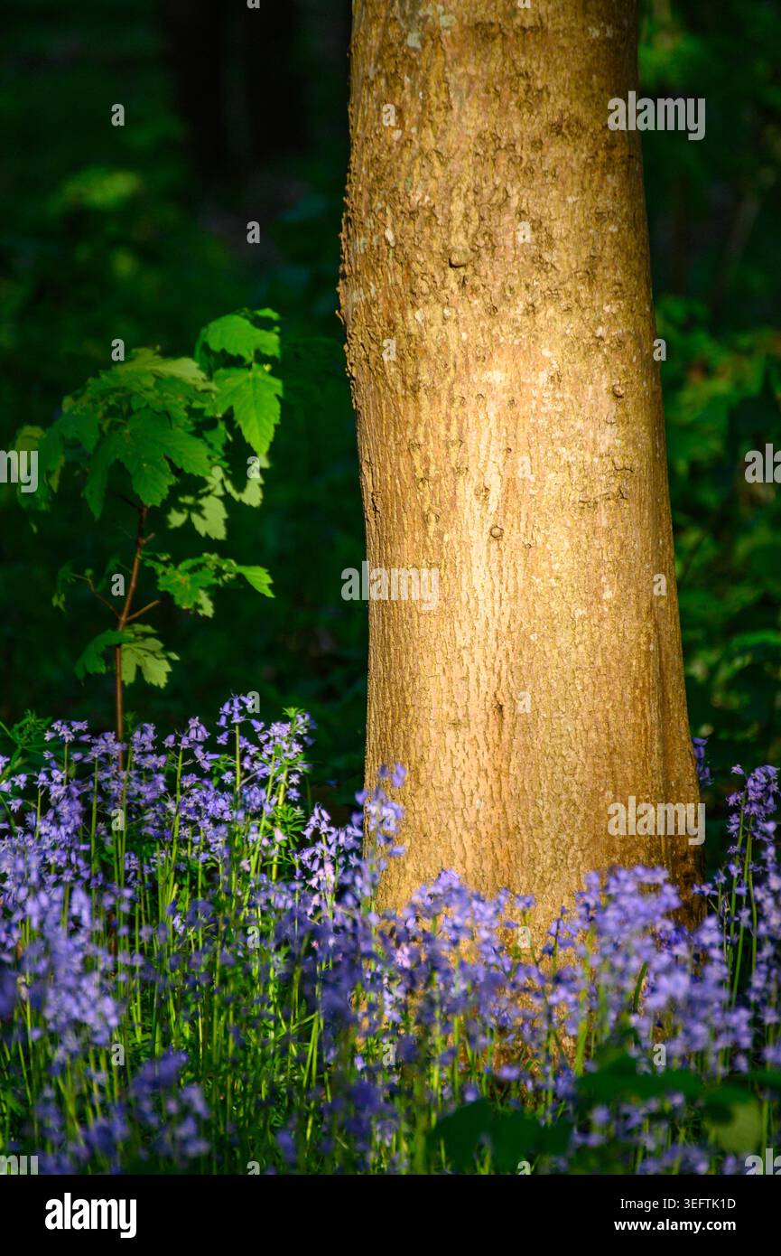 Campanelli sul pavimento della foresta illuminati dal sole che tramonta Foto Stock