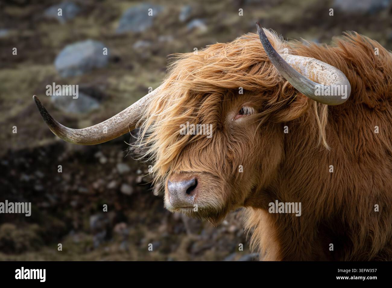 Highland Cow o Coo, Scozia, Regno Unito Foto Stock