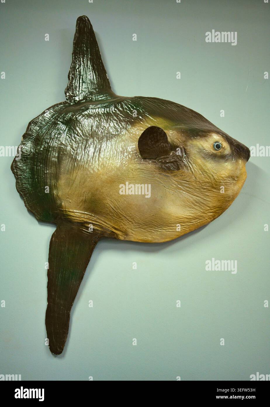Campione di pesce sole dell'oceano montato (Mola Mola) sulla parete viola nel museo o nell'acquario - Museo della pesca marina a Świnoujście. Foto Stock