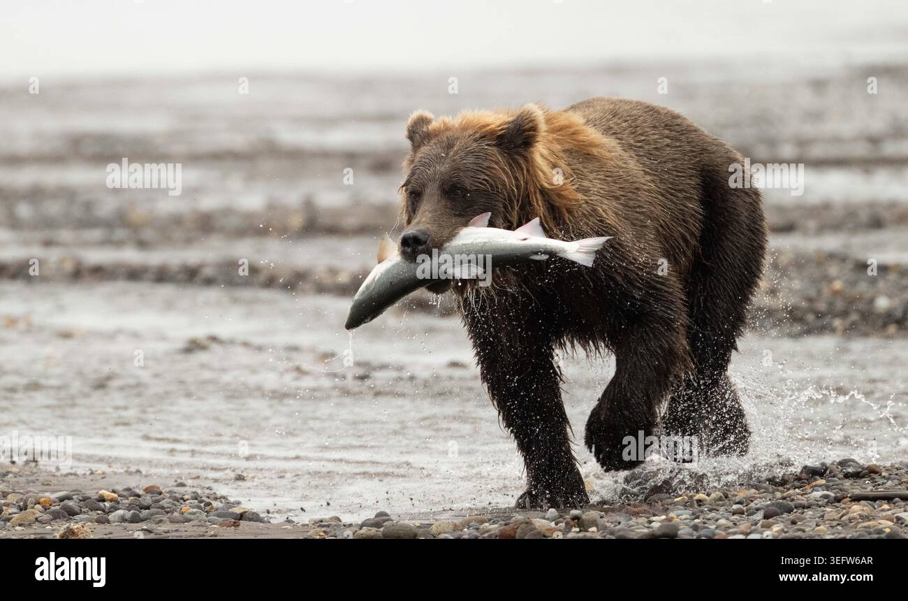 Orso bruno della costa dell'Alaska con salmone in bocca Foto Stock