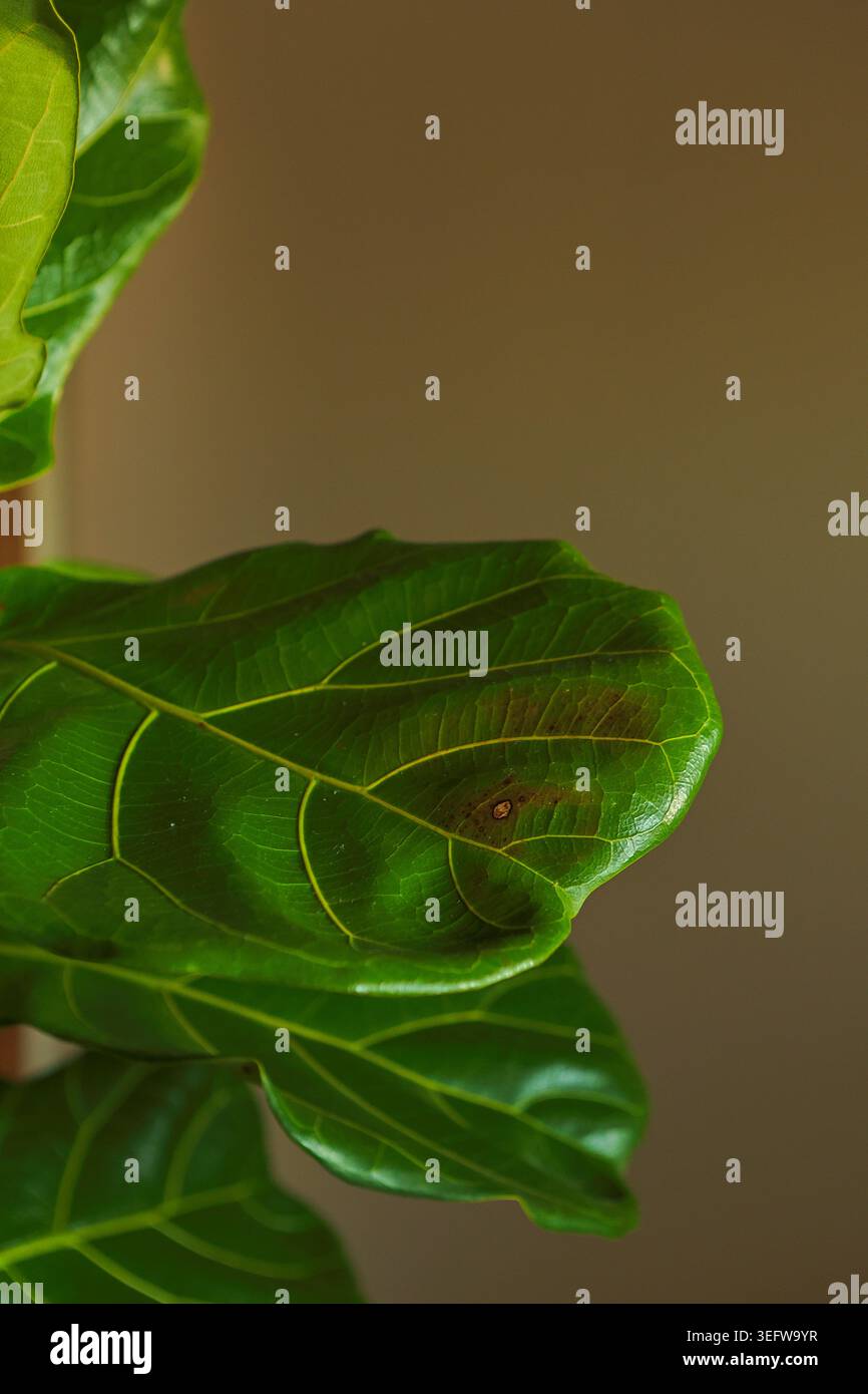 Il Ficus Lyrata viene visualizzato all'interno. L'attenzione è rivolta alle grandi foglie verdi che mostrano sfumature e texture diverse. Foto Stock