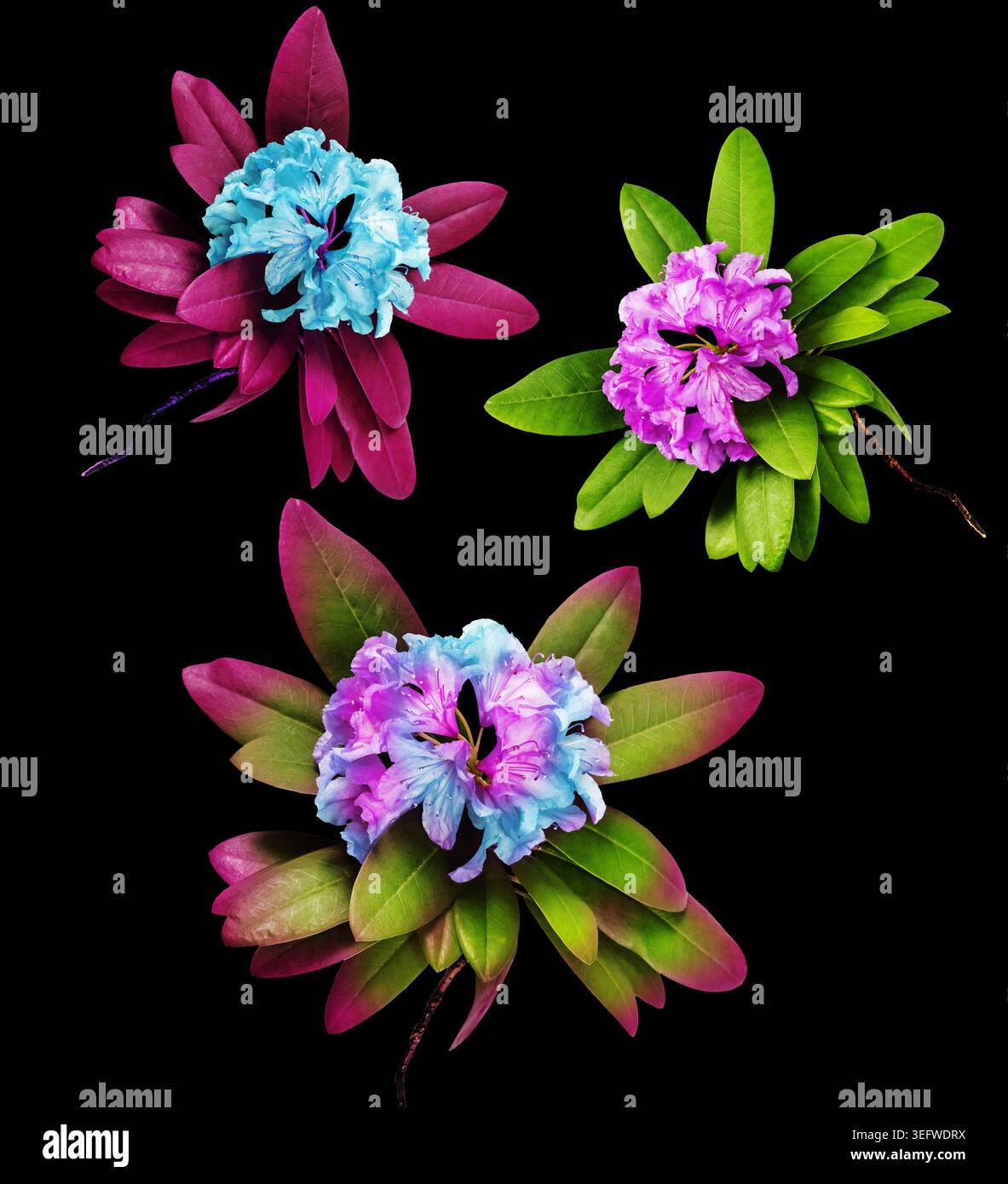 Composizioni colorate di fiori di rododendro e fiori singoli isolati su sfondi in bianco e nero, illustrazione botanica ed elemento grafico Foto Stock